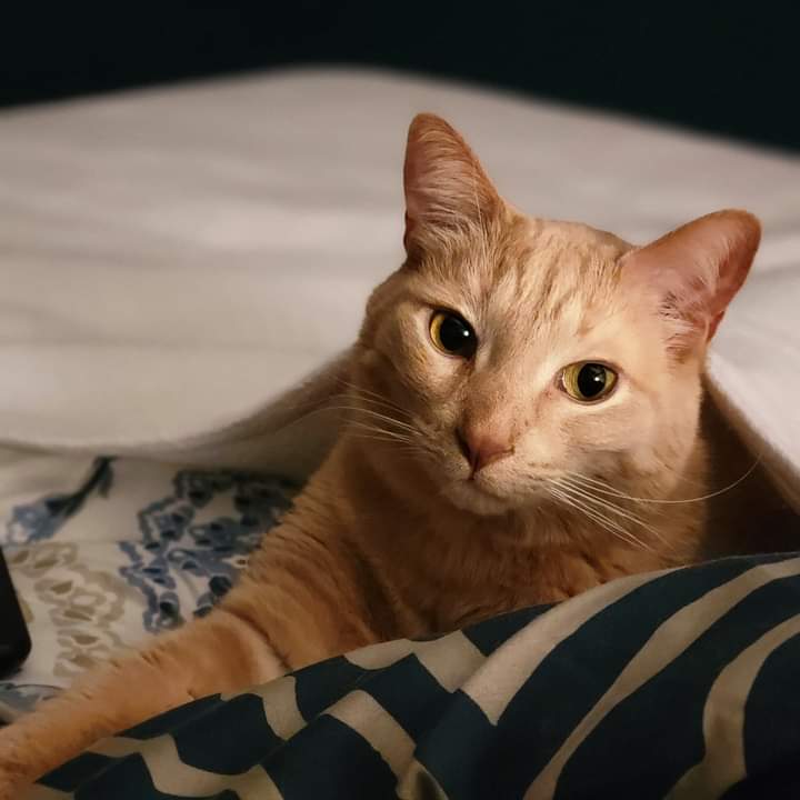 This is Derpy. He is mama's friend's baby. He's not the smartest cat, but he is the sweetest and that's what counts here. 🥰🥰🥰 #CatsOfTwitter #catsofinstagram #AdoptDontShop