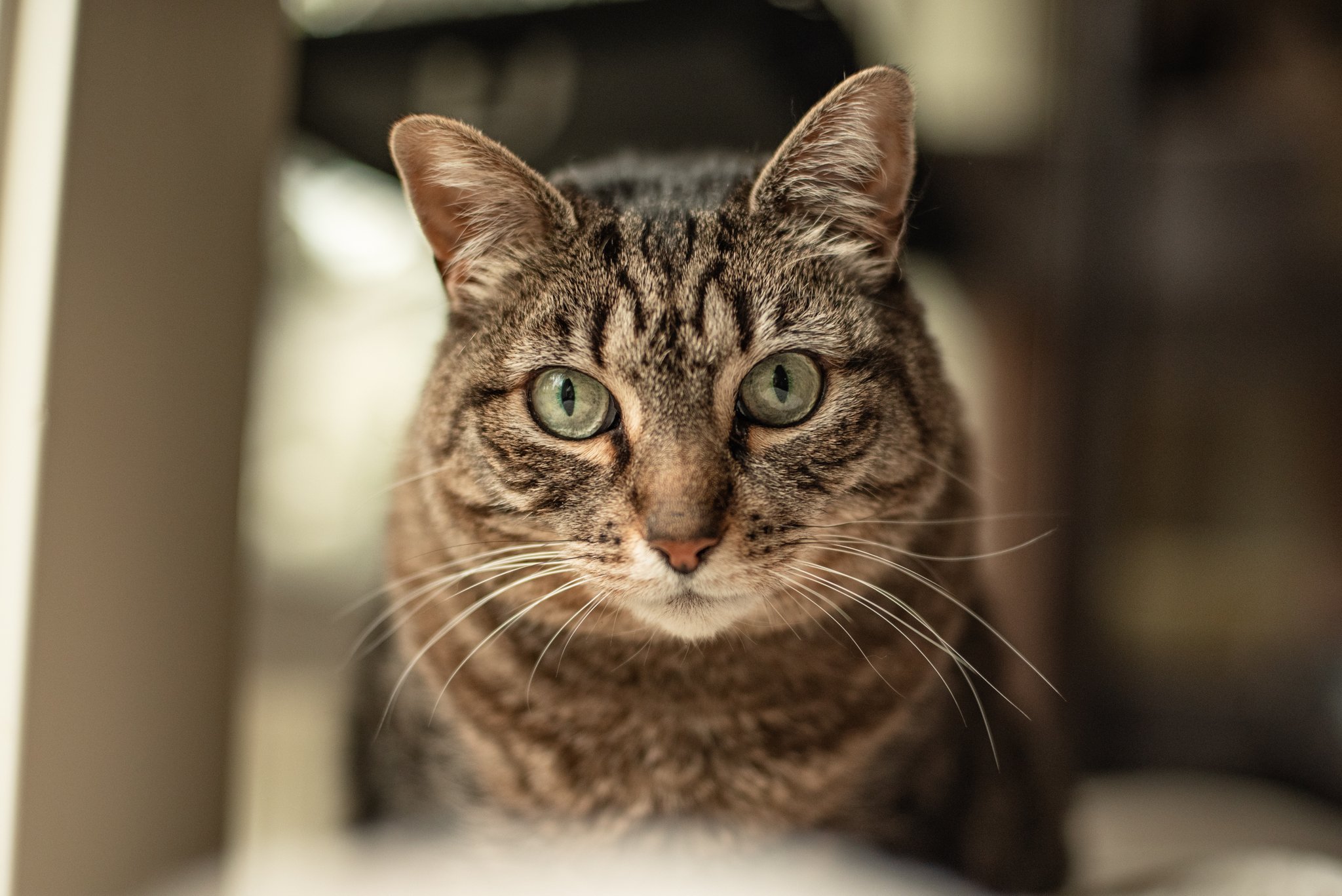 The Limelight Pet Project on Twitter "Zoey is a 13yearold cat who