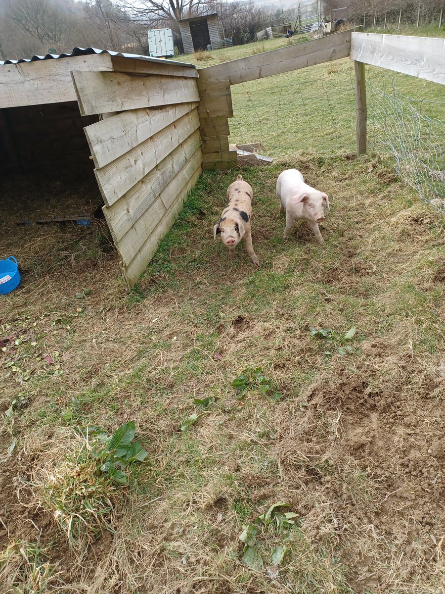 cledanvalley's tweet photo. Some little piggies joined the fun this week!! https://t.co/6xsJVNwiUM