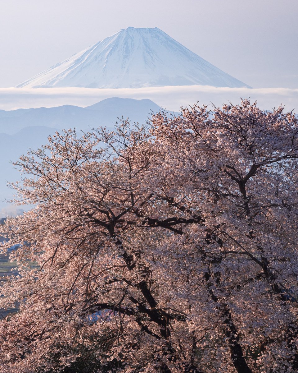 「春富士と桜」 朝陽が照らす桜と富士山 （わに塚ではありません） 2022/4 韮崎市にて先日撮影