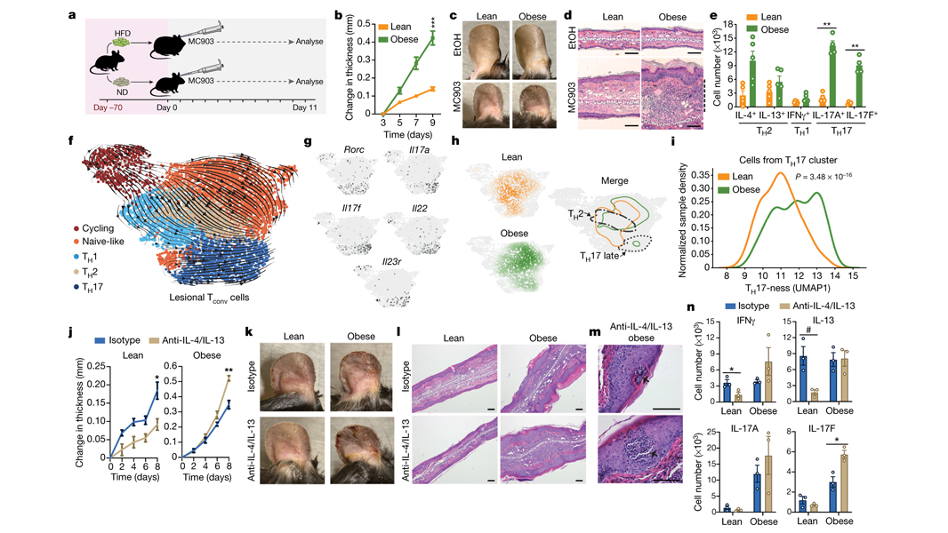 NaturePortfolio's tweet photo. A study published in @Nature reveals the effects of obesity on immunological disease in mice. https://t.co/yegm18W11N https://t.co/XNgChA68d5