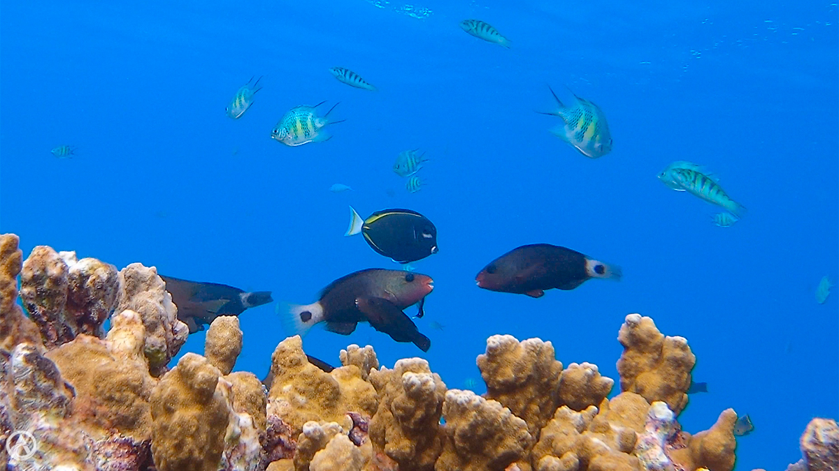 CjViggers's tweet photo. Reef Fish, Majuro  

#JollyHolidaySailing #bulletheadparrotfish #damselfish #EnemanetIsland #Majuro #MarshallIslands #NorthPacific #parrotfish #sixbarwrasse #snorkeling #staghorndamsel #surgeonfish #whitecheeksurgeonfish #wrasse https://t.co/zhRywJSrUv