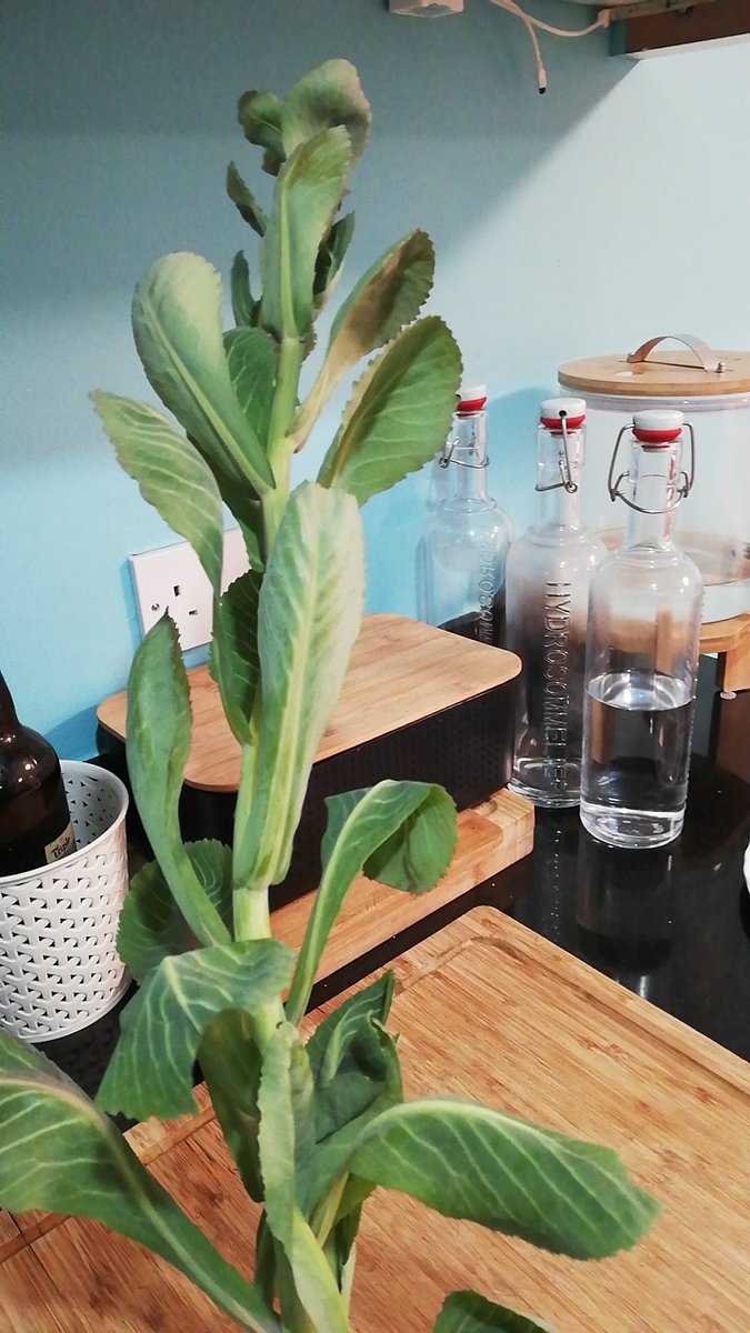 Strange leaves from community garden, gift from one of our neighbours... Not sure what it úis, maybe cabbage. Anyway, I've turned it into a lovely soup with potatoes, cherry tomatoes and carrot and it was delicious. I'll definitely pick some more!

#communitygarden #cabbagesoup