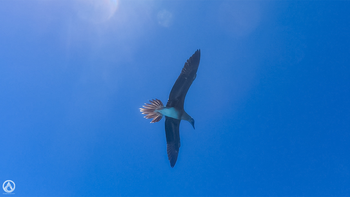 CjViggers's tweet photo. Booby Bird, Fiji  

#JollyHolidaySailing #boobybird #brownbooby #dinghyride #Fiji #NamenaLalaIsland #SouthPacific https://t.co/iNC49kybf0