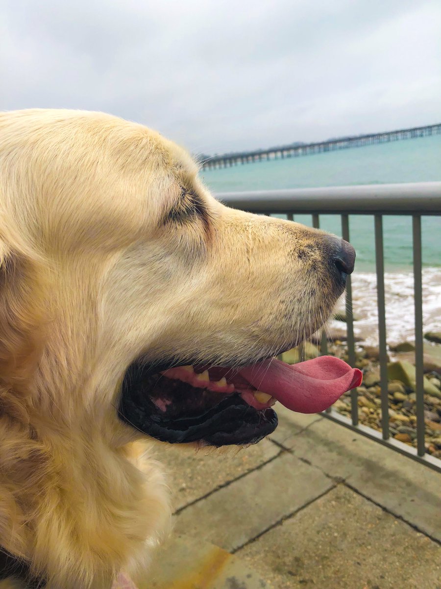 Pam_Moose's tweet photo. Sunday Funday! Cool beach day, great for Walkies!  Mom wore me out! #dogsoftwitter, #grc, #goldenretriever , #englishcream, #ECGR https://t.co/z8ZyZ078h5