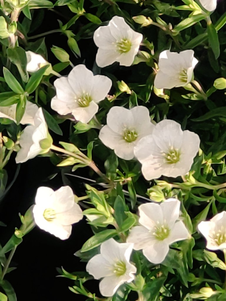スーパーやさいマン カンザキアヤメ 画像左 草丈が低いため花が隠れているのが特徴 花言葉は 勇気 アンゲロニア 画像右 小さなラベンダーのような花姿で別名 エンジェルラベンダー と呼ばれている 花言葉は 過去の恋人 T Co スーパーやさいマン カンザキアヤメ 画像左 草丈が低いため花が隠れているのが特徴 花言葉は 勇気 アンゲロニア 画像右 小さなラベンダーのような花姿で別名 エンジェルラベンダー と呼ばれている 花言葉は 過去の恋人 T Co