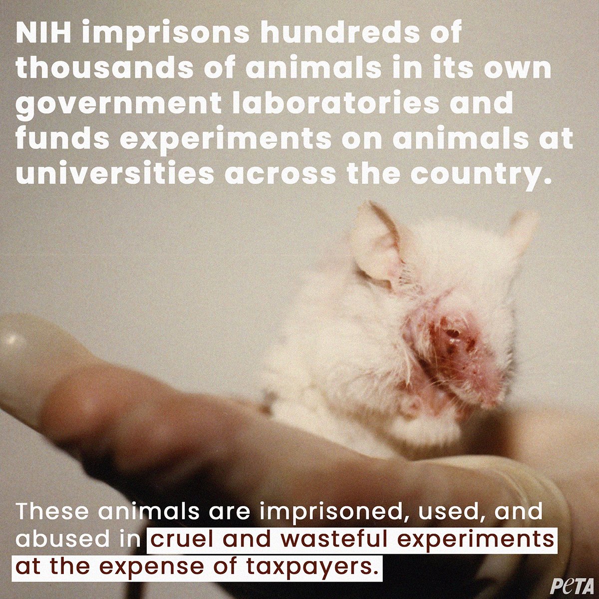 PETA on Twitter: PETA on Twitter: