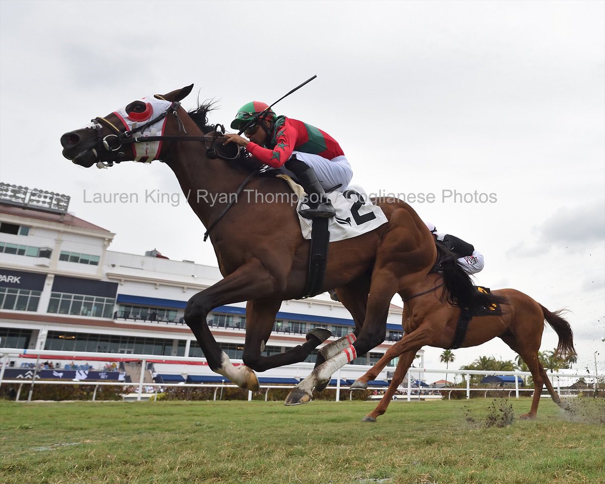 luissaezpty's tweet photo. #3Apr Bob Marco finishes strong to get the victory in race 5 @luissaezpty aboard for trainer Mary Eppler and owner Flying Pheasant Farm at #GulfstreamPark
1️⃣2️⃣2️⃣nd victory for Luis Sáez #ChampionshipMeet 2021/2022 second win today.
📸 @coglianesephoto https://t.co/7EAeYGlU8Q