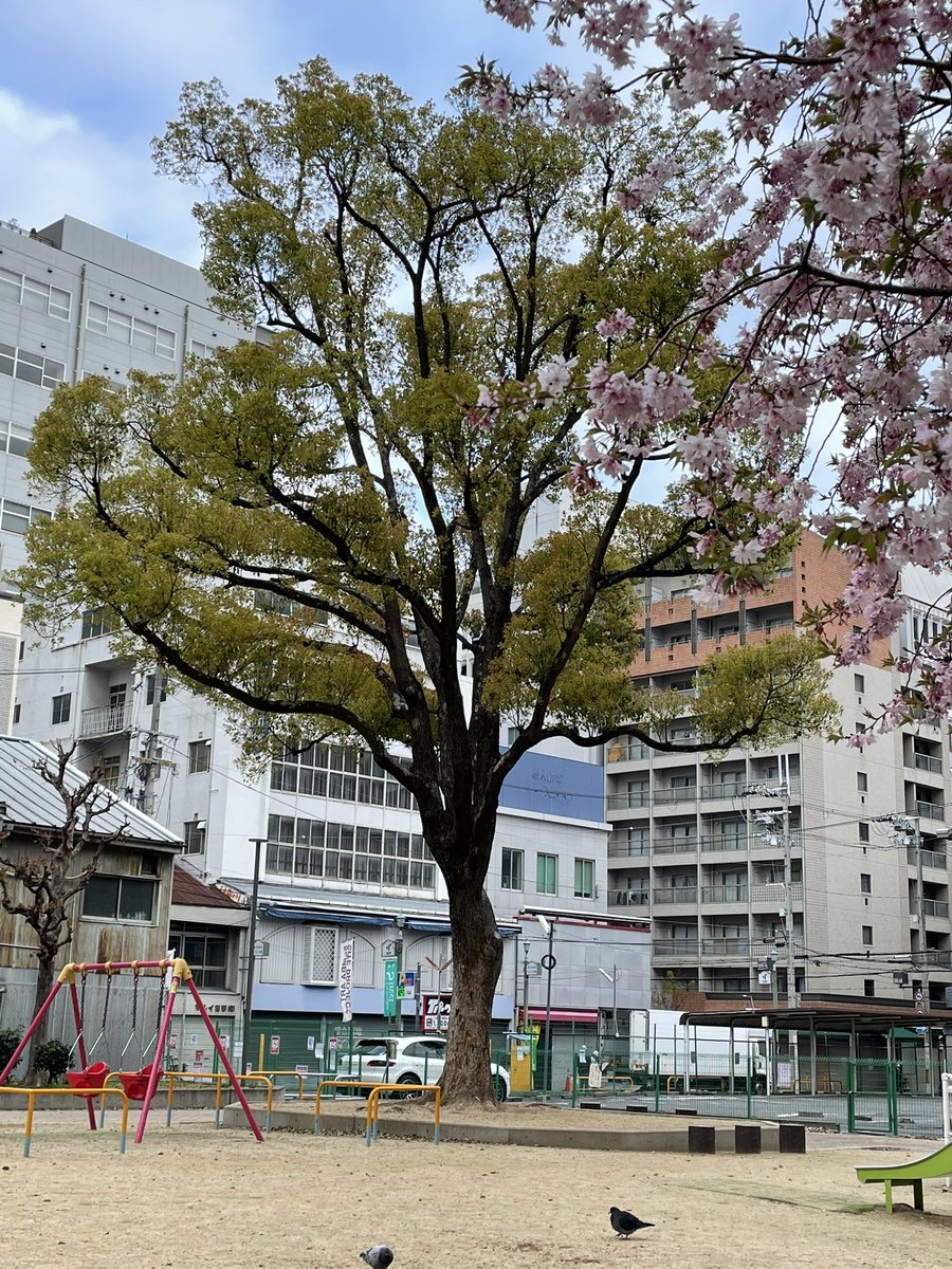YAS46793133's tweet photo. 新年度の朝☀️今日辺りから通勤時も人が復帰してきたかな🙄
公園も葉桜模様🍃🌸
景色も服装も新たに頑張って行きましょう💪
#公園
#桜
#新年度 https://t.co/3p2mV5Exyf
