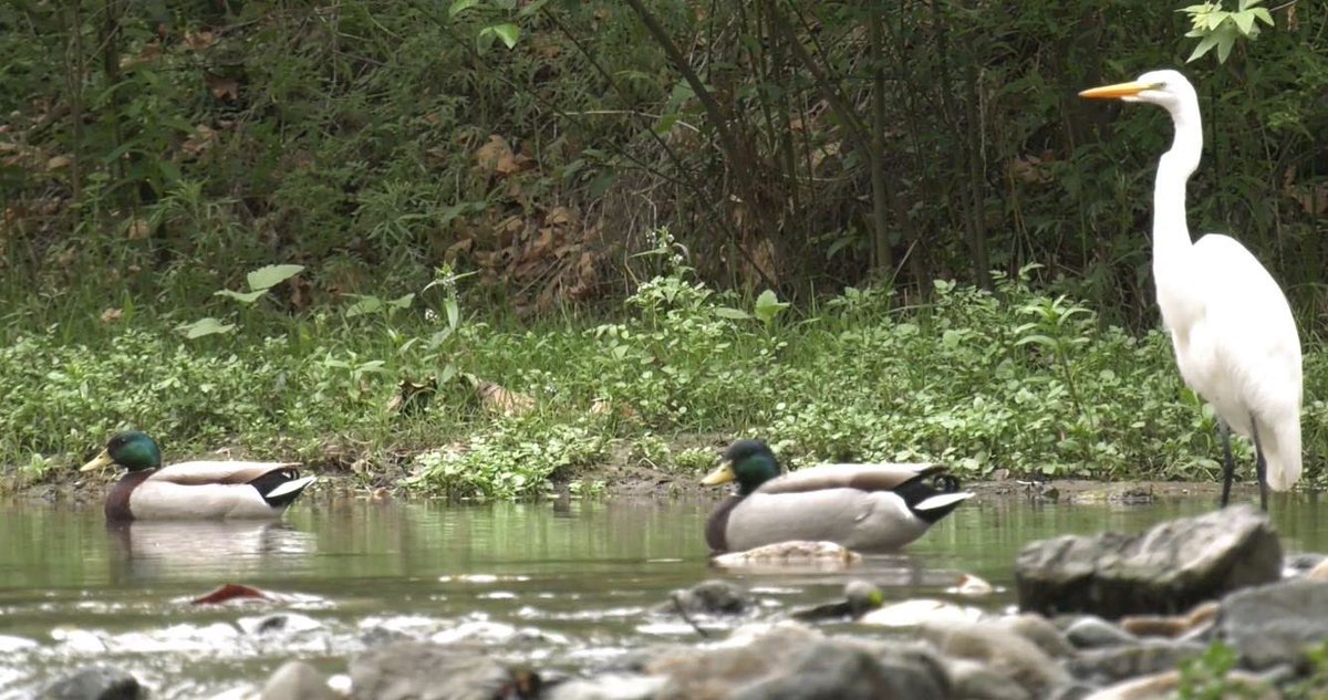 AlertsSocal's tweet photo. South OC Urban Wildlife #wildlifephotography #Urbanwildlife #nature #NationalGeographic #NatGeoChannel #trailcams more to come soon. https://t.co/ZwDIB3VXTk