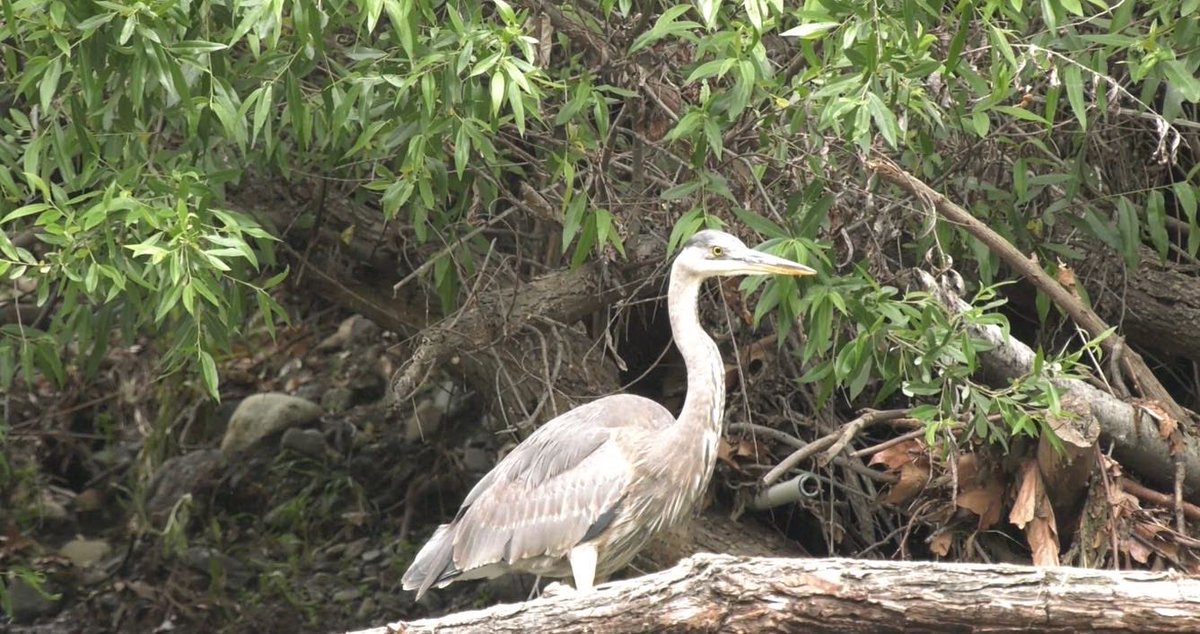 AlertsSocal's tweet photo. South OC Urban Wildlife #wildlifephotography #Urbanwildlife #nature #NationalGeographic #NatGeoChannel #trailcams more to come soon. https://t.co/ZwDIB3VXTk