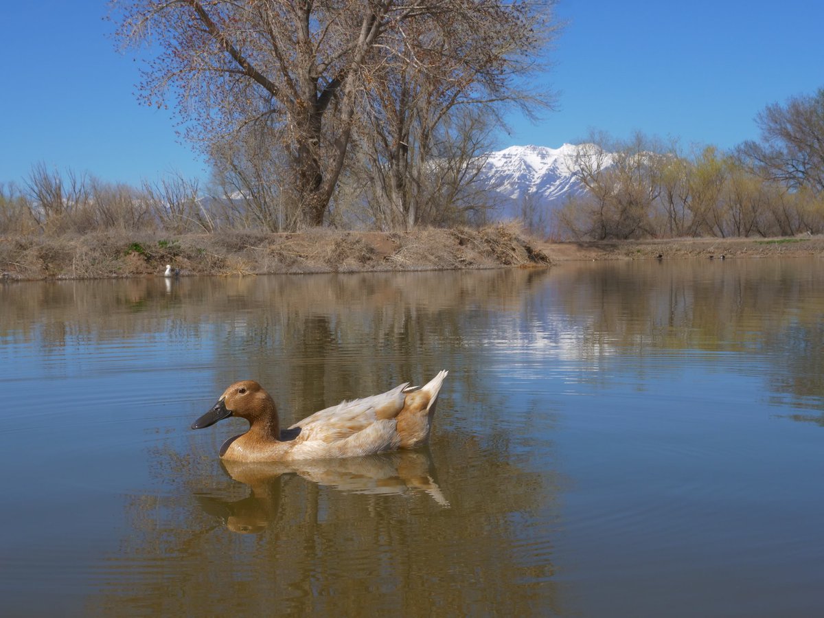 if you like being happy, you need to feed a duck 🦆 we've made it free and fun... retweet and this bot will drop duck food on the pond at twitch.tv/dashducks