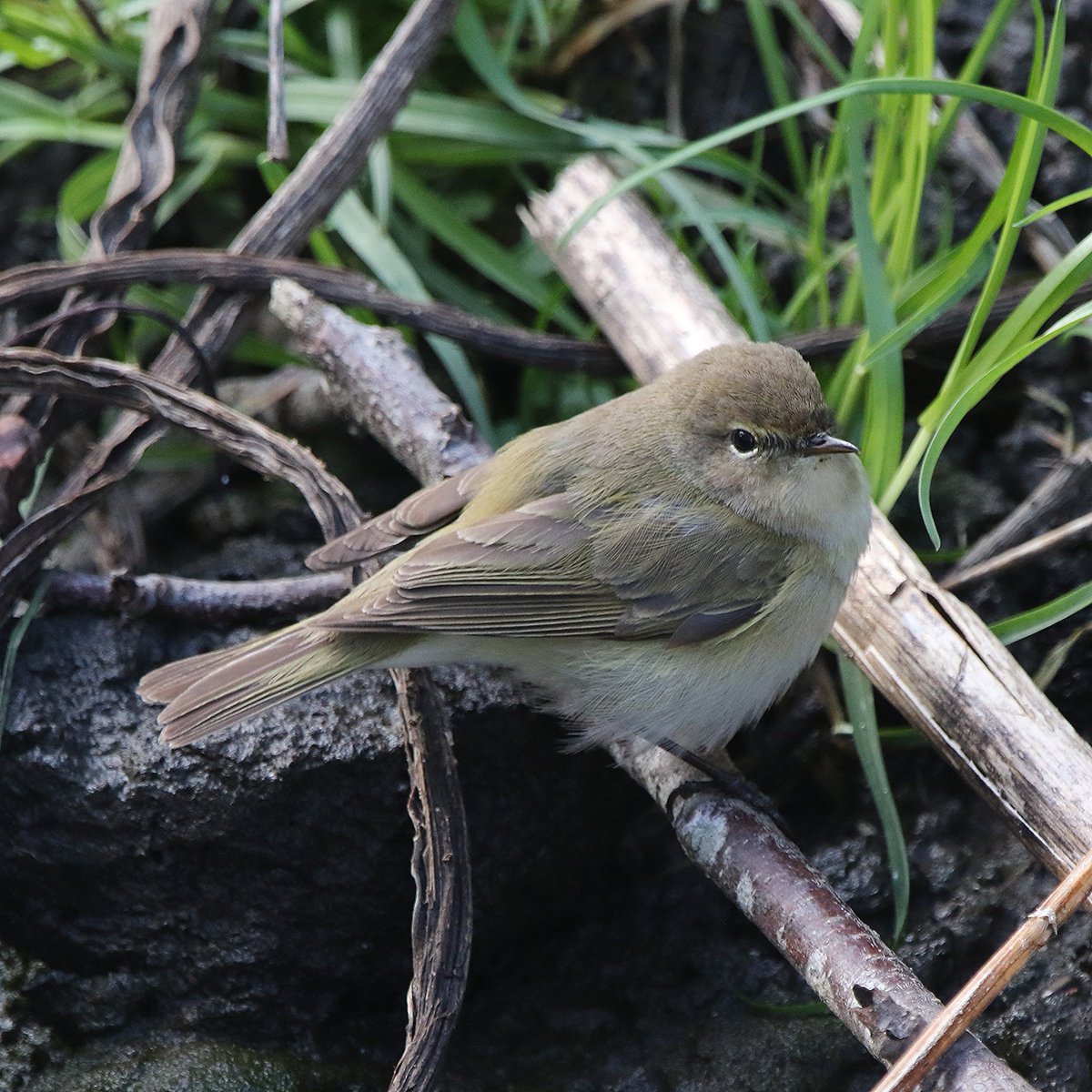 michael00771491's tweet photo. Common Chiffchaff feeding alongside the stream at New Lambton yesterday @DurhamBirdClub @Natures_Voice #birding #birdphotography #TwitterNatureCommunity https://t.co/lpnGKllYHG