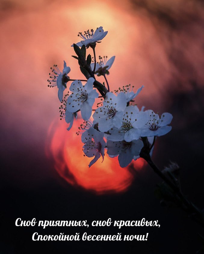 veskii4571's tweet photo. С годами человек меняется только в одном - становится терпимее.
/Братья Стругацкие./
    
✨Спокойной ночи всем!
Пришло время попрощаться с реальным миром и поприветствовать мир снов!✨
А завтра снова - в добрый путь!
✨Пока! Устала я сегодня! 💫😴💫 https://t.co/y65BCKD0an