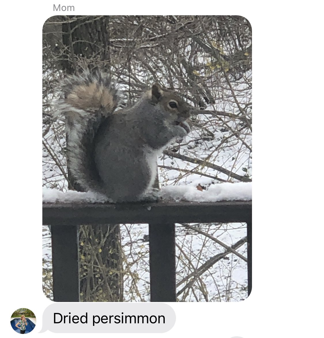 jujubee_g's tweet photo. not my mom’s squirrels eating better than I do https://t.co/h3rXFrtDZV