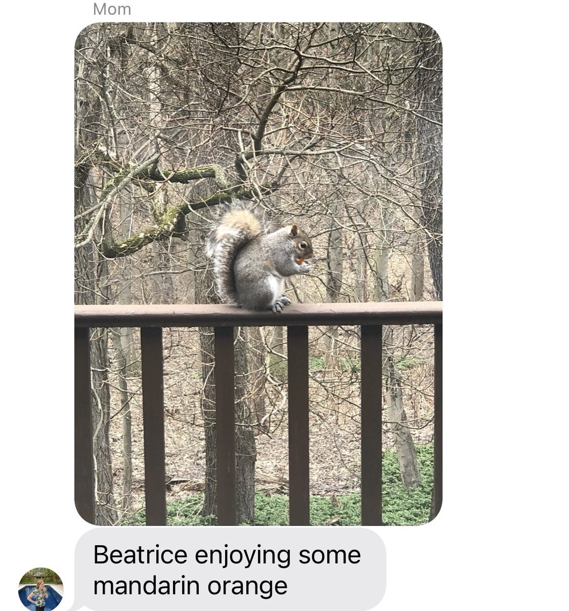 jujubee_g's tweet photo. not my mom’s squirrels eating better than I do https://t.co/h3rXFrtDZV