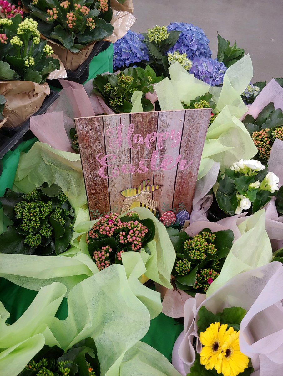 Amanda Fore (@fore_amanda) on Twitter photo HD 1979, Easter has arrived! 🐣 Fabulous job Marion team keep you the good work! Beautiful product! <a href="/jody_delicato/">Jody Delicato</a> <a href="/RobD250/">Rob Dyer</a> <a href="/rmathis333_rick/">Rick Mathis</a> <a href="/BellNursery/">Bell Nursery</a> <a href="/KOKOLGM/">Mark Kociubinski</a> <a href="/brianfrombell/">Brian Harrison</a> @wamauzy HD 1979, Easter has arrived! 🐣 Fabulous job Marion team keep you the good work! Beautiful product! <a href="/jody_delicato/">Jody Delicato</a> <a href="/RobD250/">Rob Dyer</a> <a href="/rmathis333_rick/">Rick Mathis</a> <a href="/BellNursery/">Bell Nursery</a> <a href="/KOKOLGM/">Mark Kociubinski</a> <a href="/brianfrombell/">Brian Harrison</a> @wamauzy