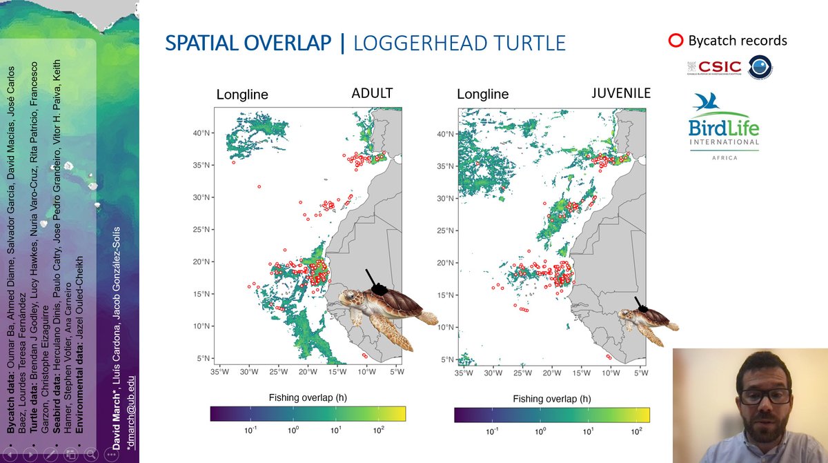 SeabirdEcology's tweet photo. In the @prcmmarine forum @dmarch_info showed 1st analyses on spatio-temporal of marine megafauna & fishing pressure to identify bycatch risk for marine megafauna in #WesternAfrica. Below an example showing high #bycatch risk for #loggerhead #seaturtles in #longliners @MavaFdn https://t.co/Ar2gBf5BNj