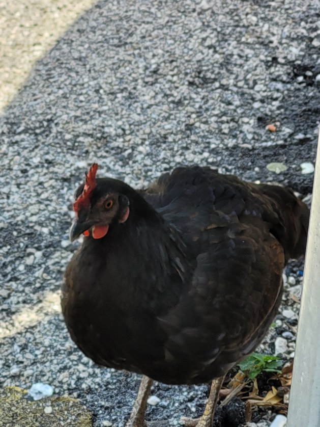 Pro tip: if there are chickens cruising your car rental's parking lot-- run away. #nextcarsucks