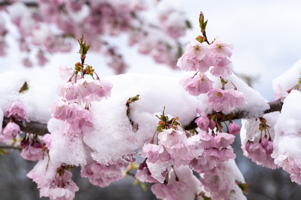 When the pink cherry blossoms wake up in a white dress … #sakura #snow #münchen #kirschblüte