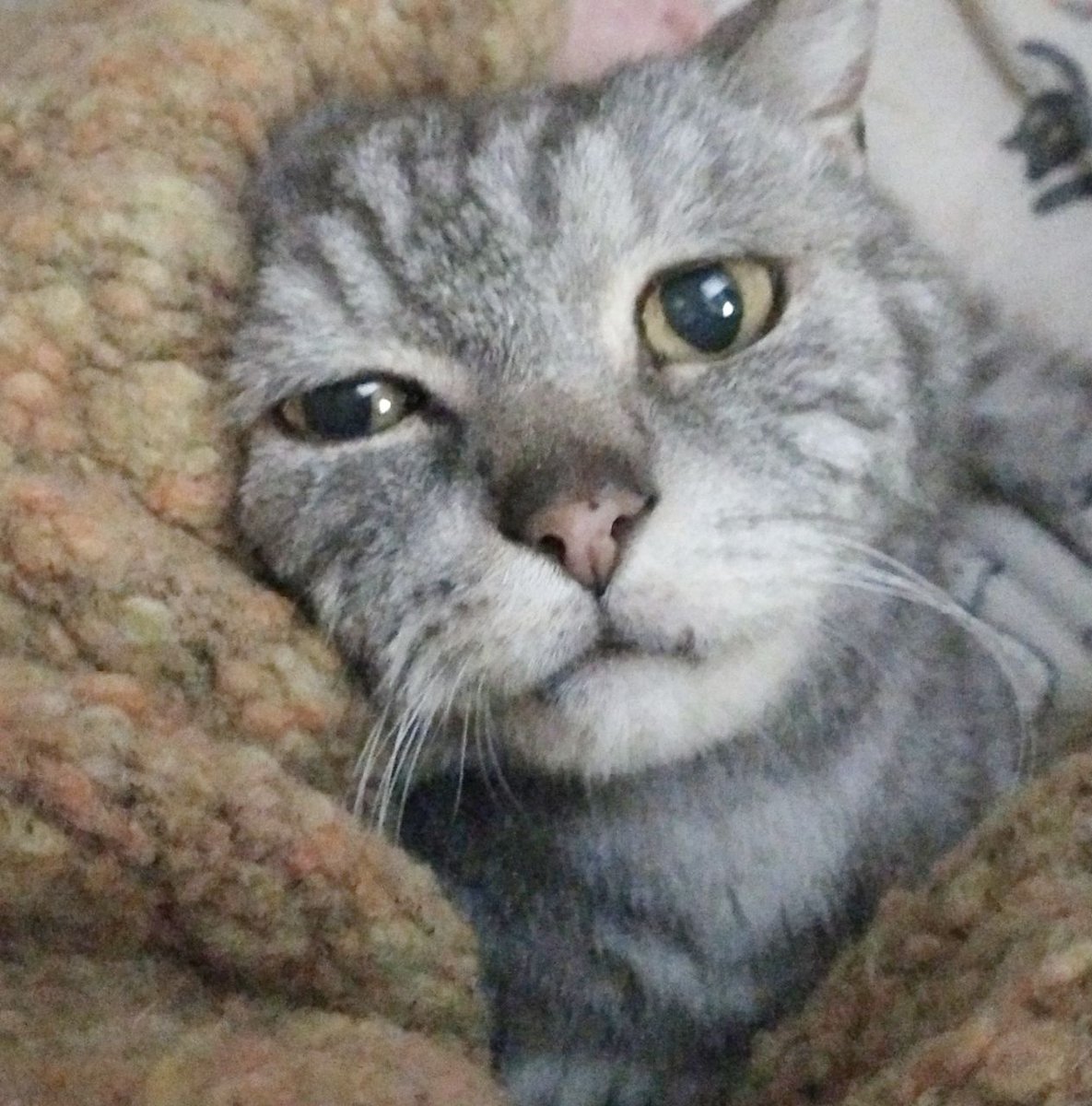 Animalufos tweet media