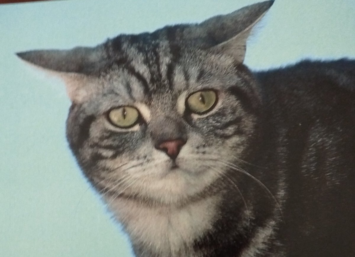 Animalufos tweet media