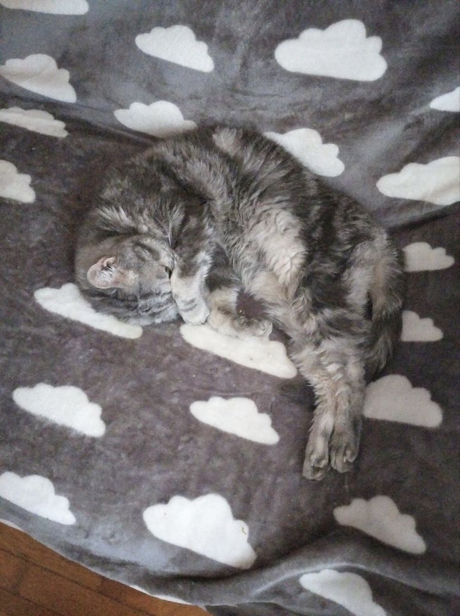 Animalufos tweet media