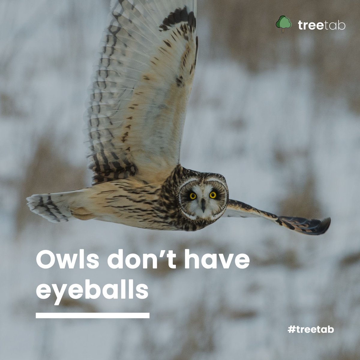Treetab tweet media