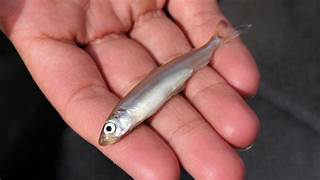 RrobertaLleona's tweet photo. #FishifyThatCelebrity 

Smelt 'N John https://t.co/G1Cc4HzG34