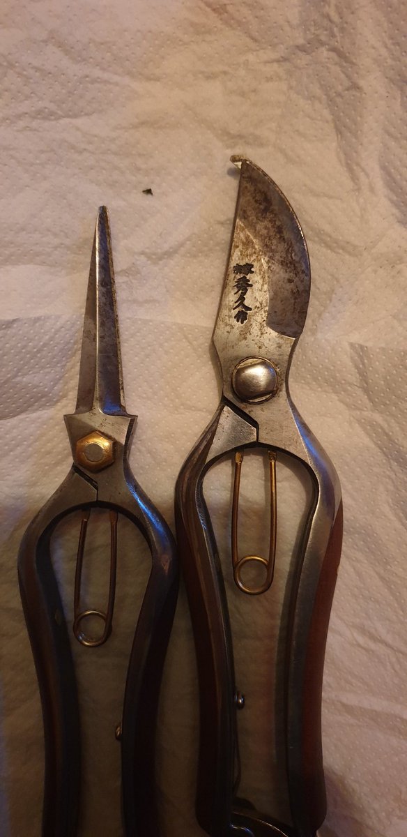 dustymears's tweet image. Cleaned the @NiwakiHQ #kurumi #secateurs were filthy. Now satisfyingly clean &amp;amp; sparklie with #camelliaoil &amp;amp; #cleanmate stone #rocknroll Friday night. #thingsofbeauty love them