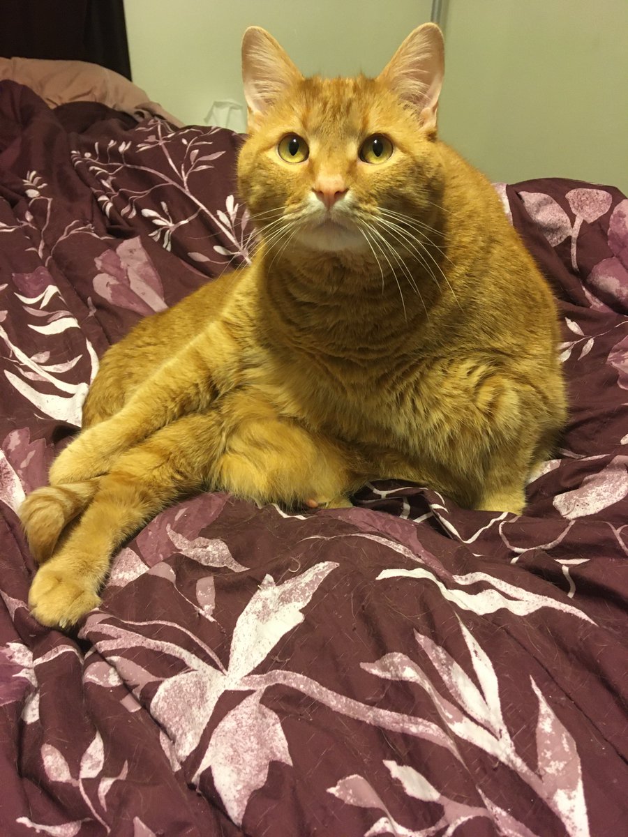 Coy_Stream's tweet photo. I think I walked in on something I shouldn't have. #CatsOnTwitter https://t.co/OMIQv6dUan