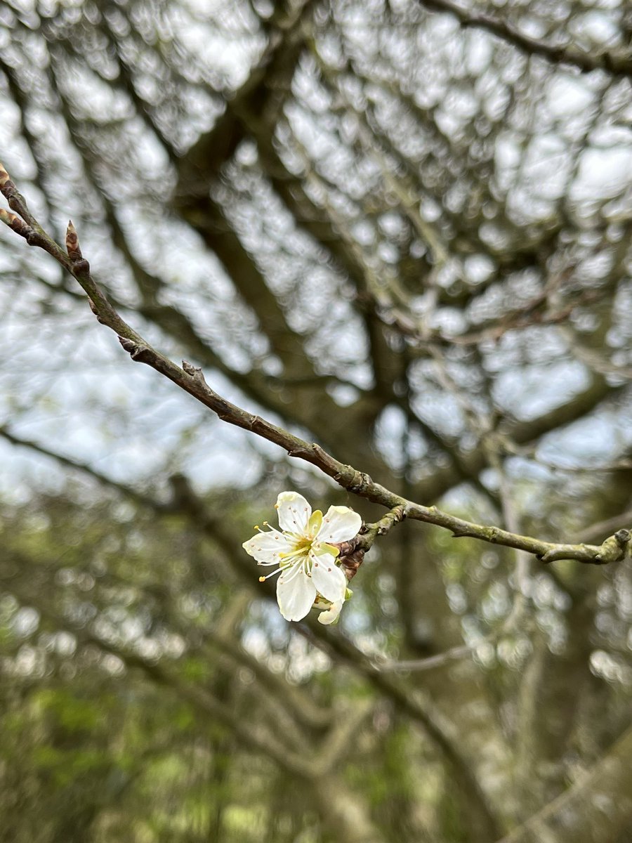 SuffolkTrees's tweet image. @Fruit_Watch #TreeWardens help if you can