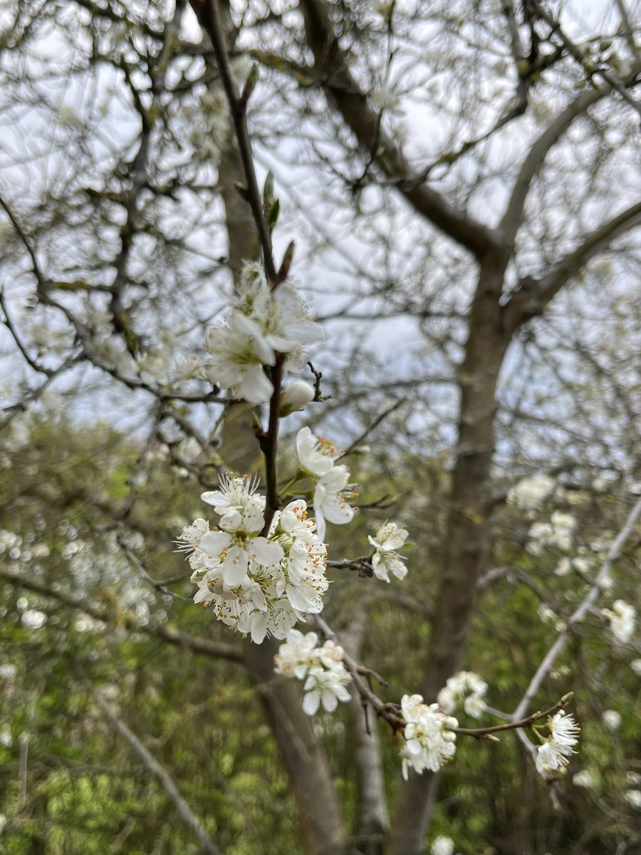 SuffolkTrees's tweet image. @Fruit_Watch #TreeWardens help if you can