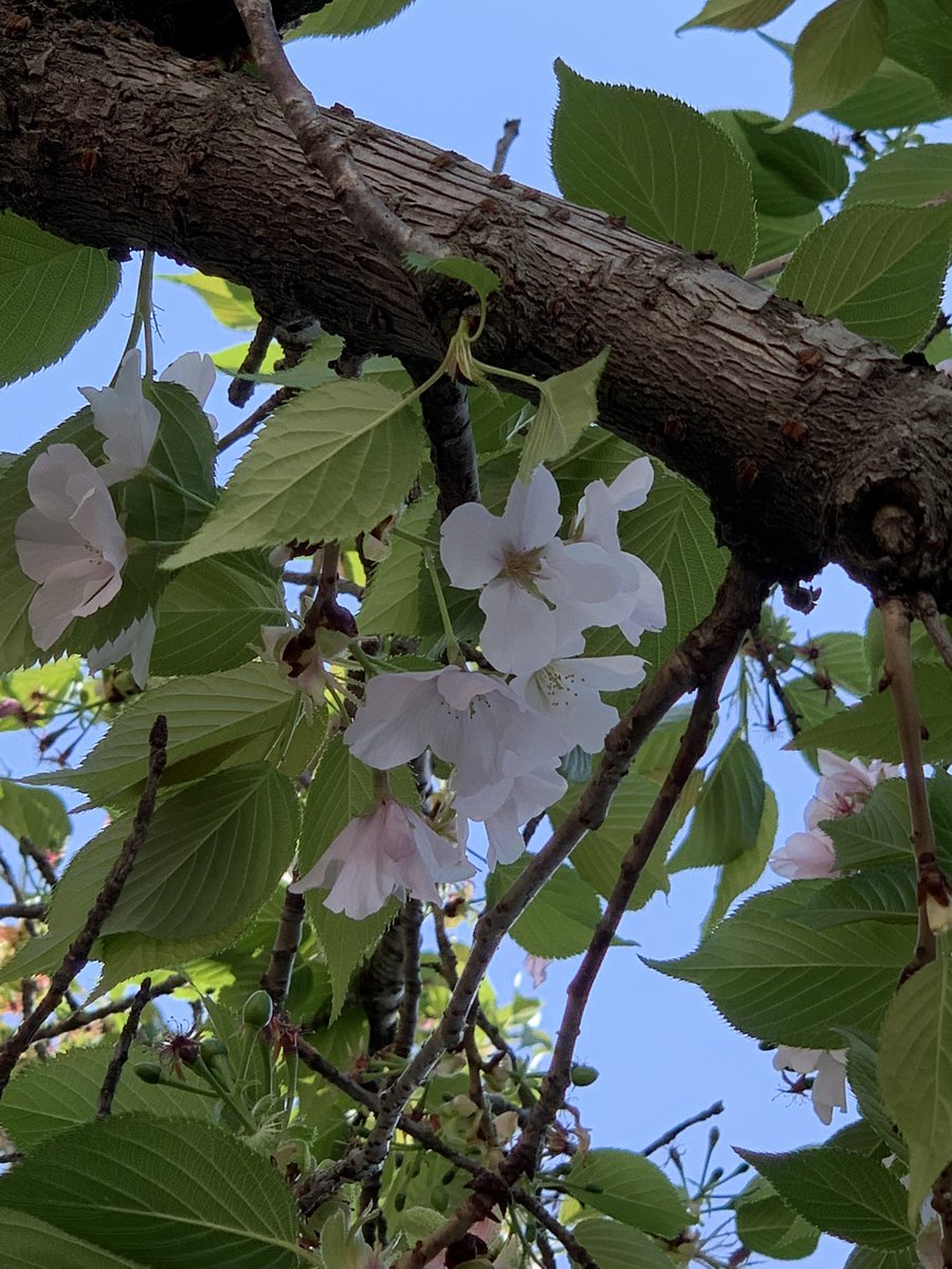 おはようございます☀ まだ 花見ができてない だけど、、、 葉桜に 月日の過ぎるのは早い✨✨ 今日も24時間 限られた時間を 大切に過ごしていきたい