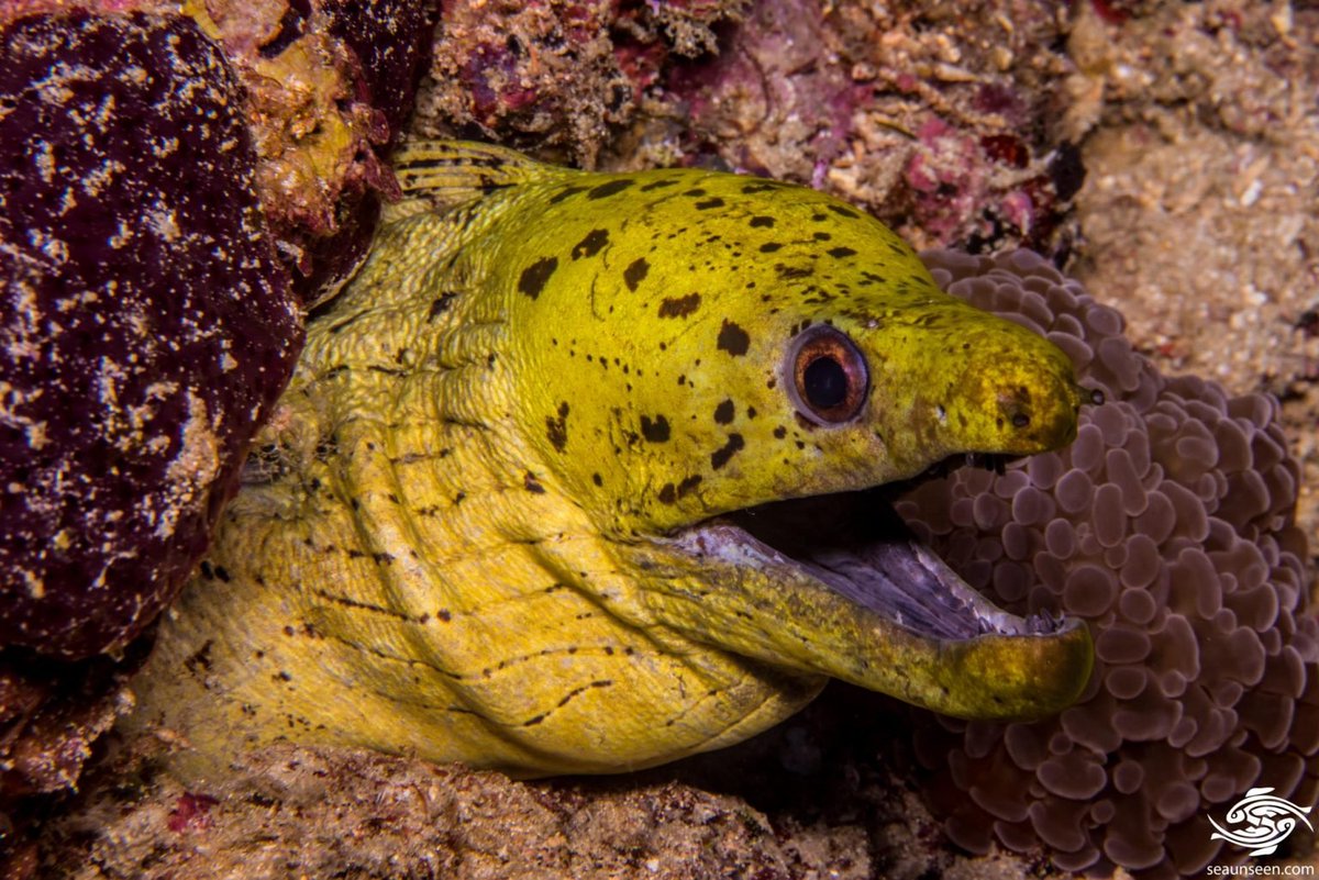 RrobertaLleona's tweet photo. #FishifyThatCelebrity 

Eel Lizabeth Taylor https://t.co/HSJJVR5InK