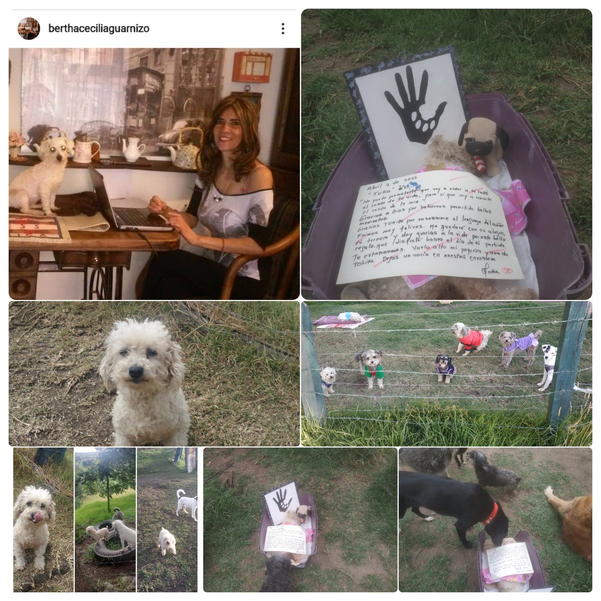 BerthaCGuarnizo's tweet photo. Despedimos a mi pequeña y amada Toña. Fuimos felices, fue un gran regalo maravilloso que alegro mi vida. Como cada uno de la ManHada, me enseñó el lenguaje del amor. Quedará por siempre en nuestros corazones. La ame como lo sé hacer con el alma. Siento un gran vacío en mi corazón https://t.co/LmOiIy33sG