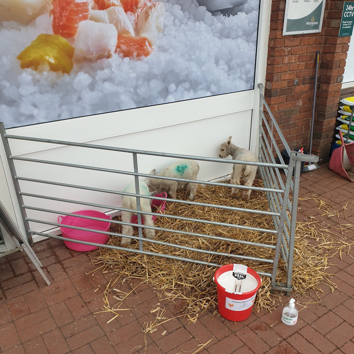 aveganrebel's tweet photo. Supermarkets letting their customers pet lambs before popping inside to purchase the flesh of their siblings is truly peak carnism. https://t.co/d6aR8cpPB7