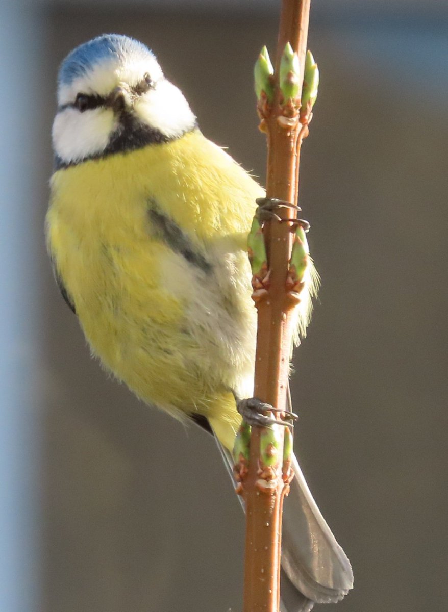 This little beauty is taking an interest in my nesting box. Fingers crossed.