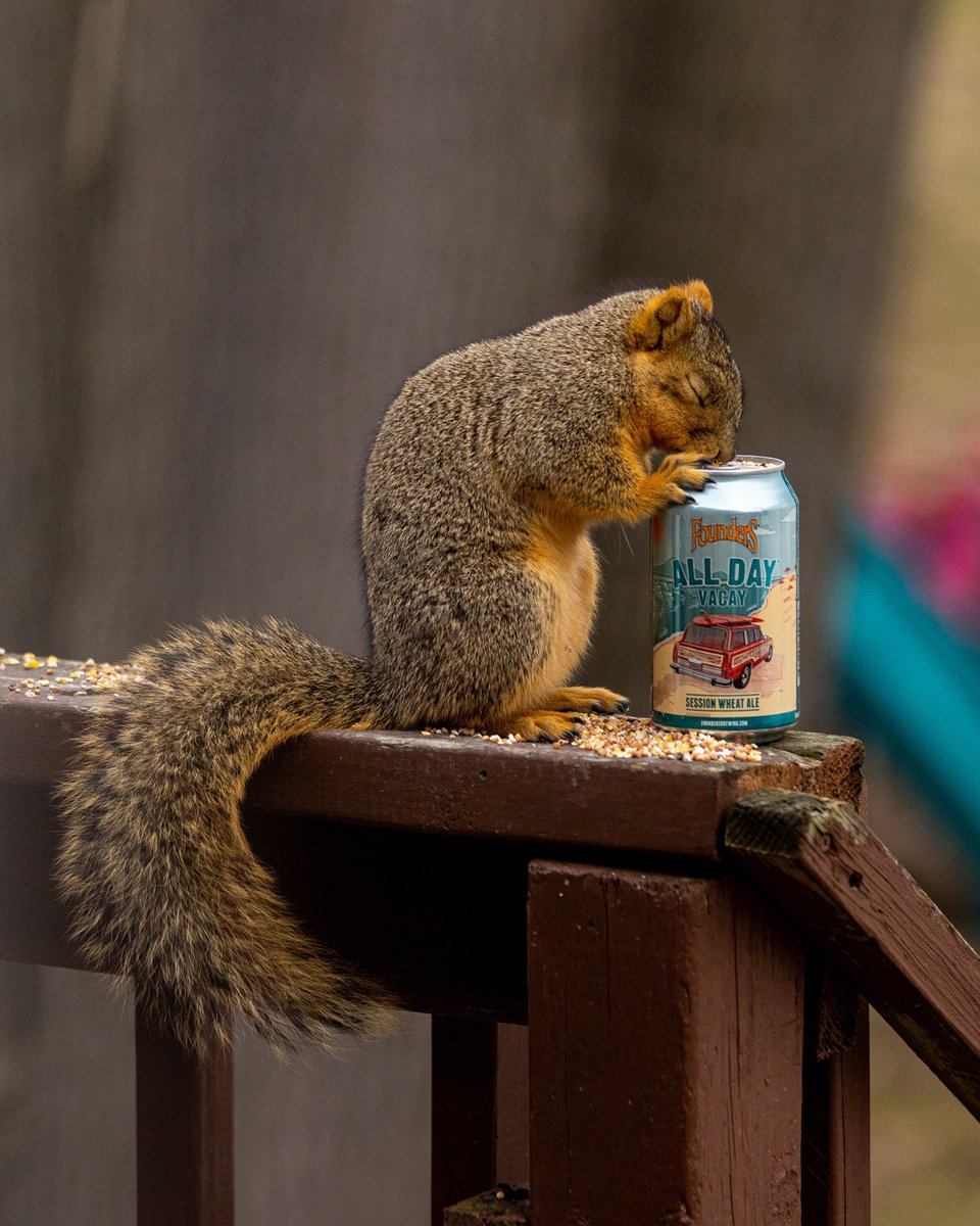 foundersbrewing's tweet photo. We’re not the only ones going nuts for the return of All Day Vacay!

You will be too once you try it. Keep an eye out for our session wheat ale hitting shelves now or use our beer finder to find it near you: https://t.co/ti7nSEQk6c. https://t.co/D9NZOaO2XL