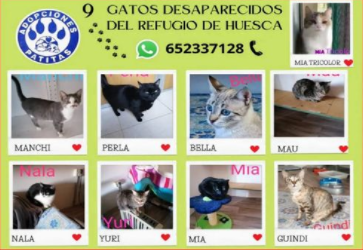 Erinia88958972's tweet photo. URGENTE🆘🆘
La protectora 'Adopciones Patitas' de #Huesca denuncia que han desaparecido 9 gatos de su refugio. No saben qué ha pasado con ellos. Están desesperadas. Buscan a gente que pueda darles información.
Teléfono de contacto y fotos de los gatos desaparecidos👇 https://t.co/t8CRRRfvsU