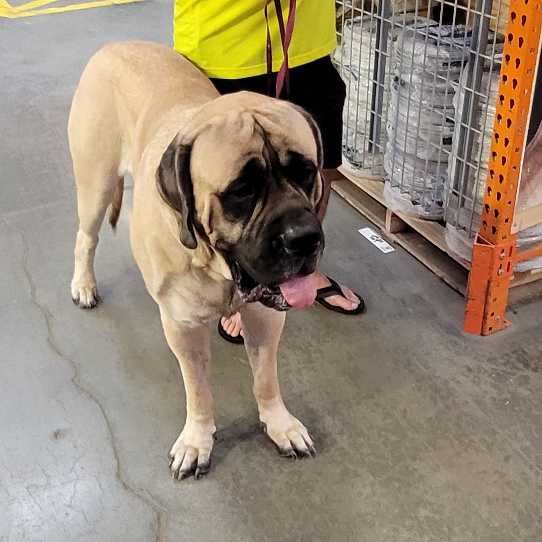 Gunny came in to #0263 today, The little boy only weighs in at 230 pounds . Come back anytime.