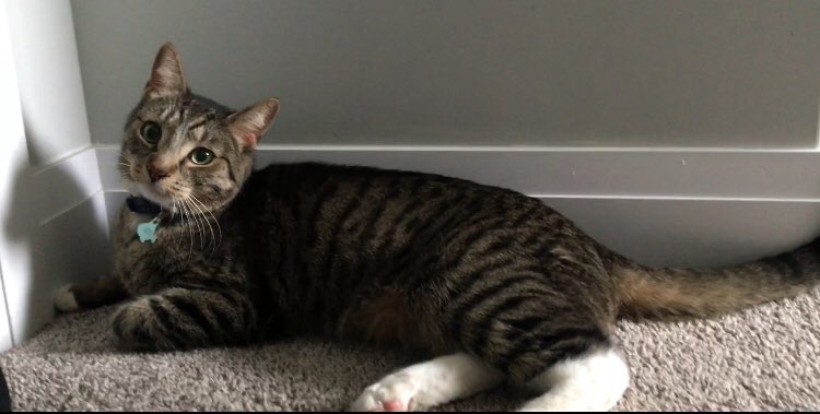 Our newest addition to the family #CatsOfTwitter