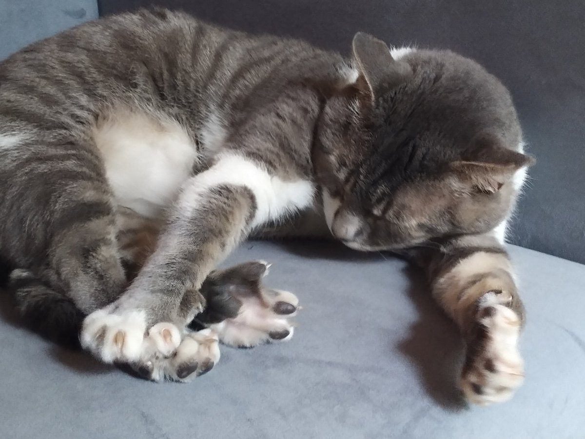Ursulo's tweet photo. El Rey Petruchio a punto de dar la orden del día. https://t.co/1OJbKPaMAP