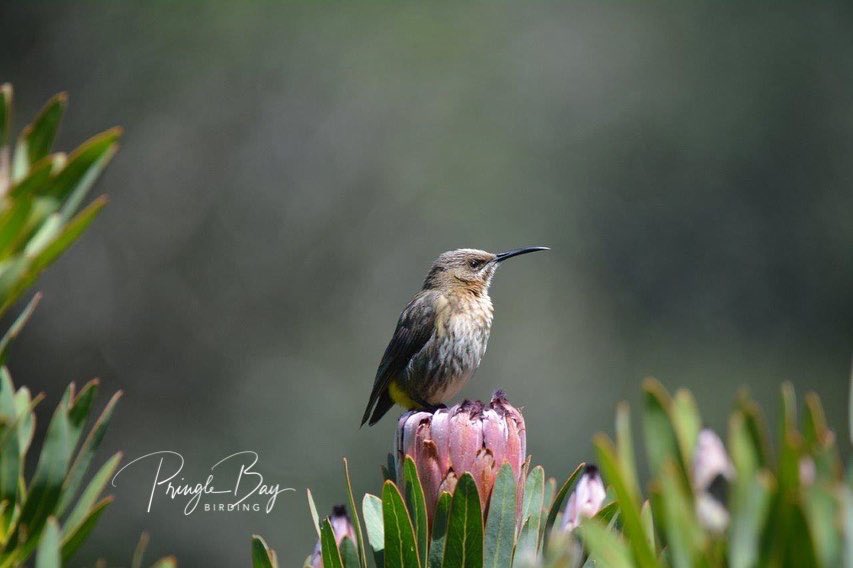 JennyPaPB's tweet photo. Cape #Sugarbird on a #protea!

#Nature has perfected a #symbiotic relationship of a close and long-term biological interaction between two different biological organisms. In this case it is #mutualistic!

Love how #biodiversity works where you can’t have one without the other https://t.co/T6JoFNtMXX