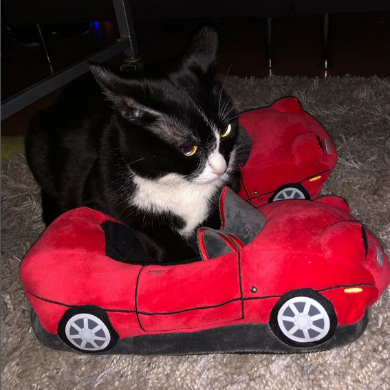 Autoplushies's tweet photo. Did you MISS this DUO version of SLIPPERS & CATTY?
Let us know in comment section & shop this amazing slippers at @autoplushies...
#autoplush #softplushedtoys #plushytoys #miatamadness #shopkawaii #carlifestyle24 #mazda #miata #worldoftoys #eunos #comfyslippers https://t.co/C1M9xWNqbD