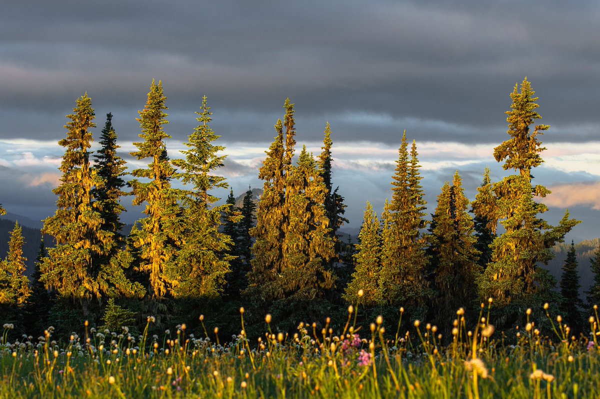 ElliotHawkey's tweet image. Golden moments in the North Cascades