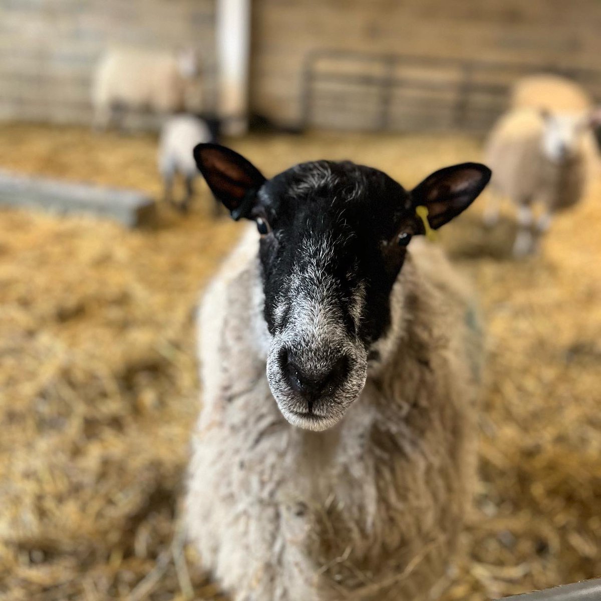 ⭐️⭐️⭐️⭐️⭐️Fantastic customer reviews from this weekend! Are you joining us over the Easter Holidays? We are FREE TO ENTER and FREE TO PARK! Find out more and book here - chesterhouseestate.org/lambing-festiv… #SpringatChesterHouse #5StarReviews #EasterHolidays