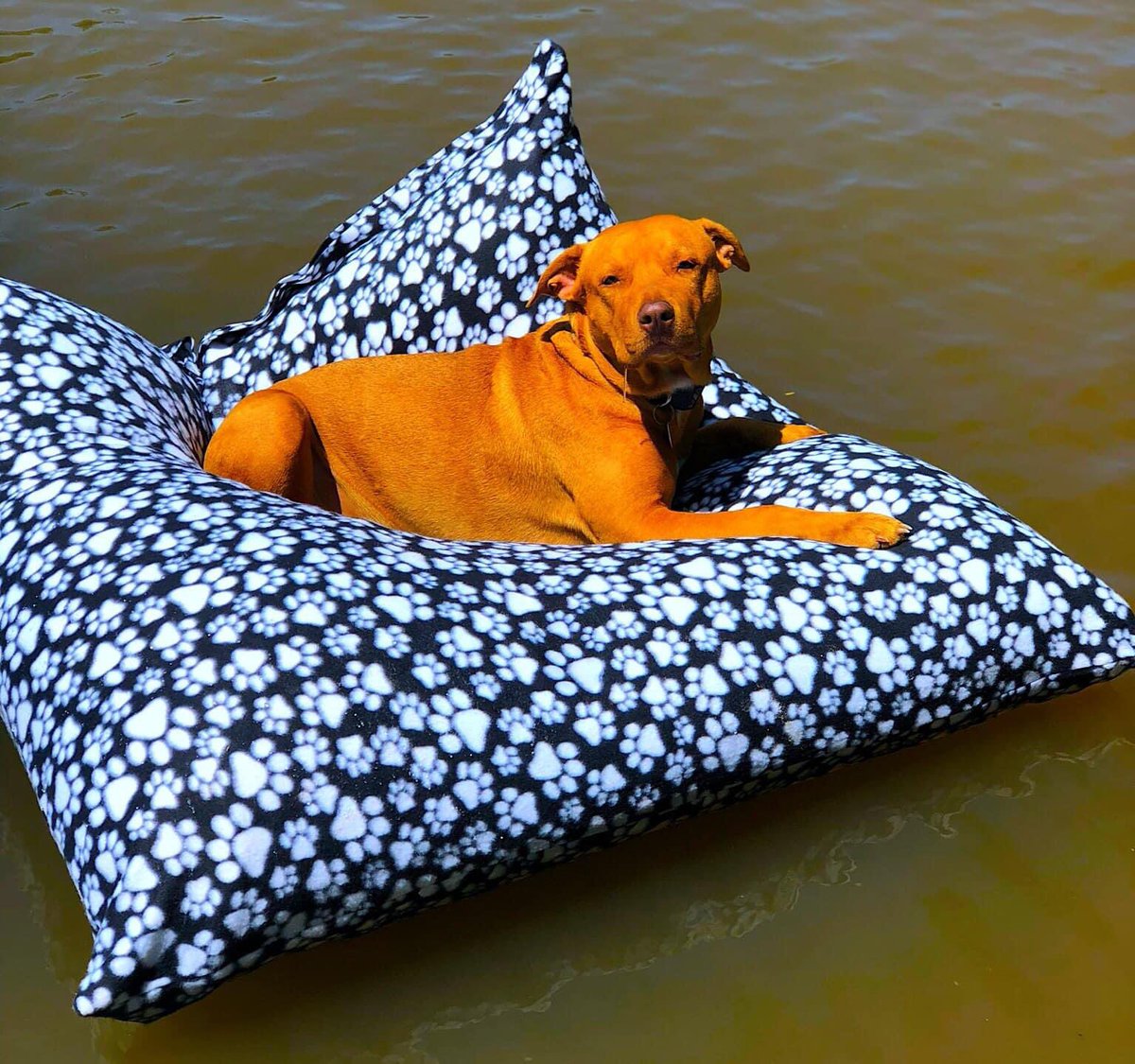 Furbaby Bean Beds LLC tweet media