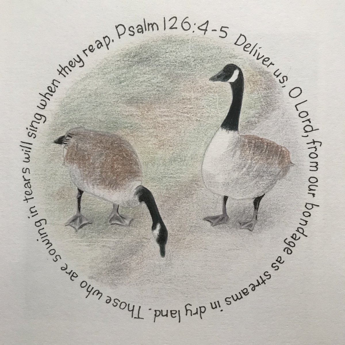 judithmbuchanan's tweet photo. Day 33 a pair of Canada Geese at Priory Country Park https://t.co/DYxdER3355