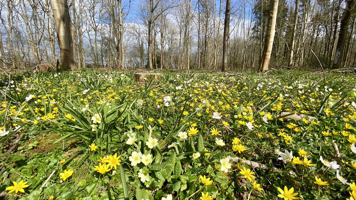 Lesser celandines, wood anemones, primroses and a few early bluebells as far as the eye could see in a lovely open woodland glade in the Cotswolds yesterday #woodlandplants #wildflowerhour @wildflower_hour @BSBIbotany